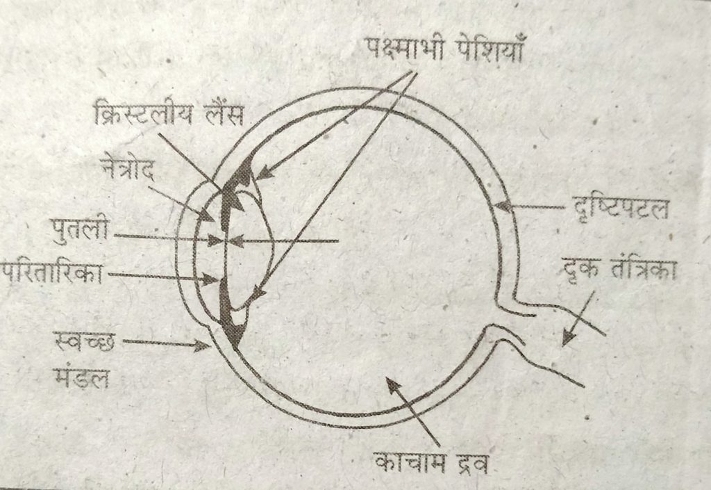 Class 10th Science Solved Question Paper 2021.