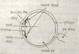 Class 10th Science Solved Question Paper 2021.